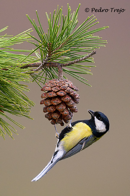 Carbonero común (Parus major)